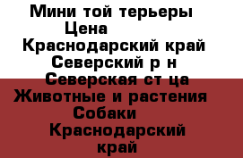 Мини той терьеры › Цена ­ 5 000 - Краснодарский край, Северский р-н, Северская ст-ца Животные и растения » Собаки   . Краснодарский край